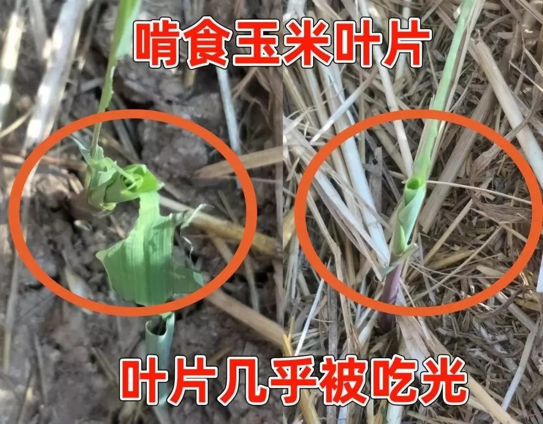 βݵ؝ҹ߿՜y(c)(bo)КԵ